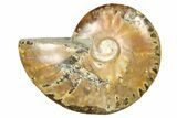 Red Flash Ammonite Fossil - Madagascar #187237-1